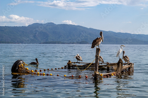 Pelicans in a fish bait cage in the shore with mountains in the back photo