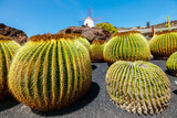 Beautiful view of tropical cactus garden (Jardin de Cactus) in Guatiza village. Lanzarote, Canary Islands, Spain.