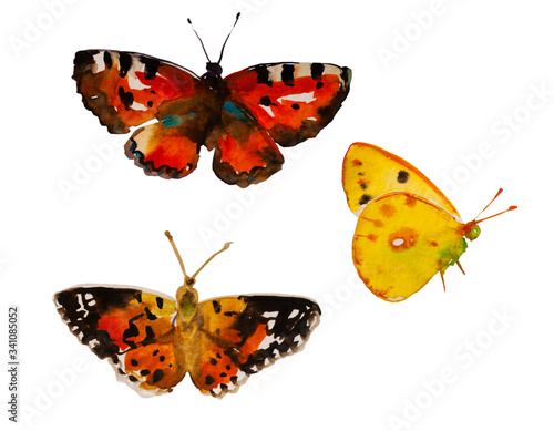 Watercolor butterfly set , yellow Colias croceus and two Vanessa cardui orange and brown insects, isolated on white background photo