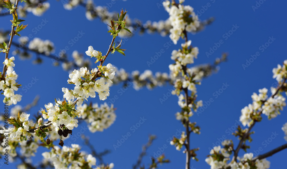 White delicate branches with cherry blossoms bloom in spring on a cherry tree in the sun against a blue sky and still have some old cherries on the branches White delicate branches with cherry blossoms bloom in spring on a cherry tree in the sun against a blue sky and still have some old cherries on the branches