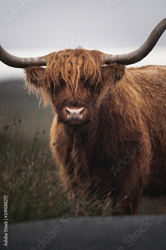 Canvas Print Wild highland cattle bull