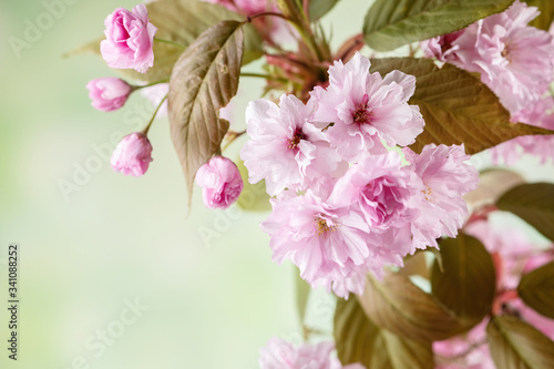 Close up of cherry blossom  sakura flowers on defocused background
