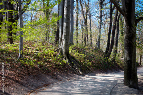 Fototapeta Naklejka Na Ścianę i Meble -  aleja w parku