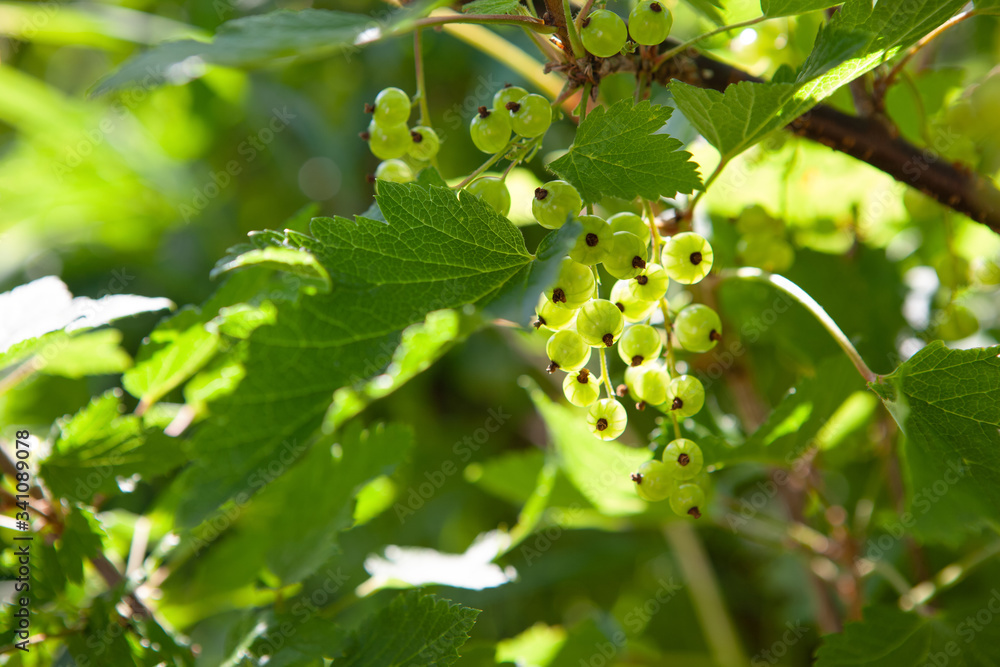 Green berries of unripe redcurrant on bush in back sunlight, early springtime. New harvest, yard gardening, bio-food, environmentally friendly products concept Green berries of unripe redcurrant on bush in back sunlight, early springtime. New harvest, yard gardening, bio-food, environmentally friendly products concept