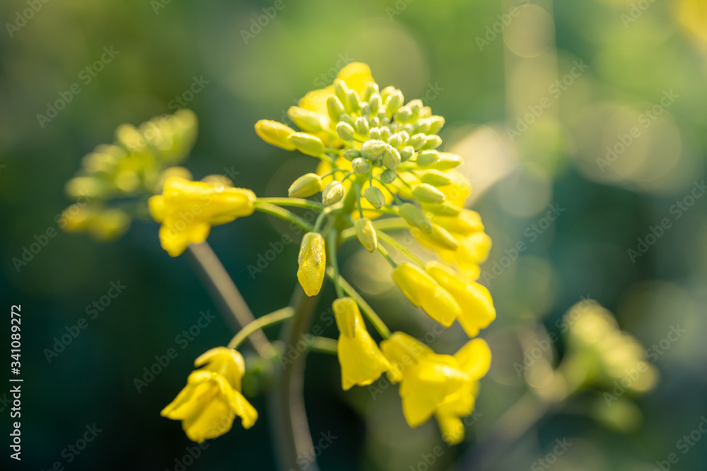 Outdoor photo of canola plant. Mustard flower blossom. Rape (Brassica napus, rapeseed, oil seed, canola). Beautiful flower of the rapeseed closeup on a natural background, selective focus. Outdoor photo of canola plant. Mustard flower blossom. Rape (Brassica napus, rapeseed, oil seed, canola). Beautiful flower of the rapeseed closeup on a natural background, selective focus.