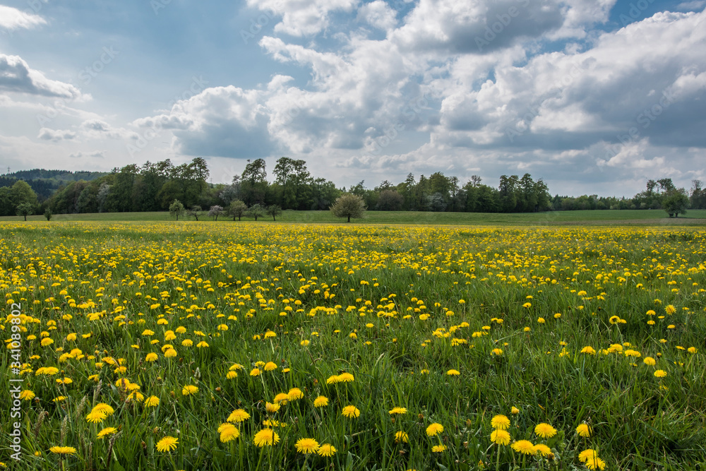 Fototapeta premium Wiese mit Löwenzahn unter blauen Himmel mit Wolken, Taraxacum