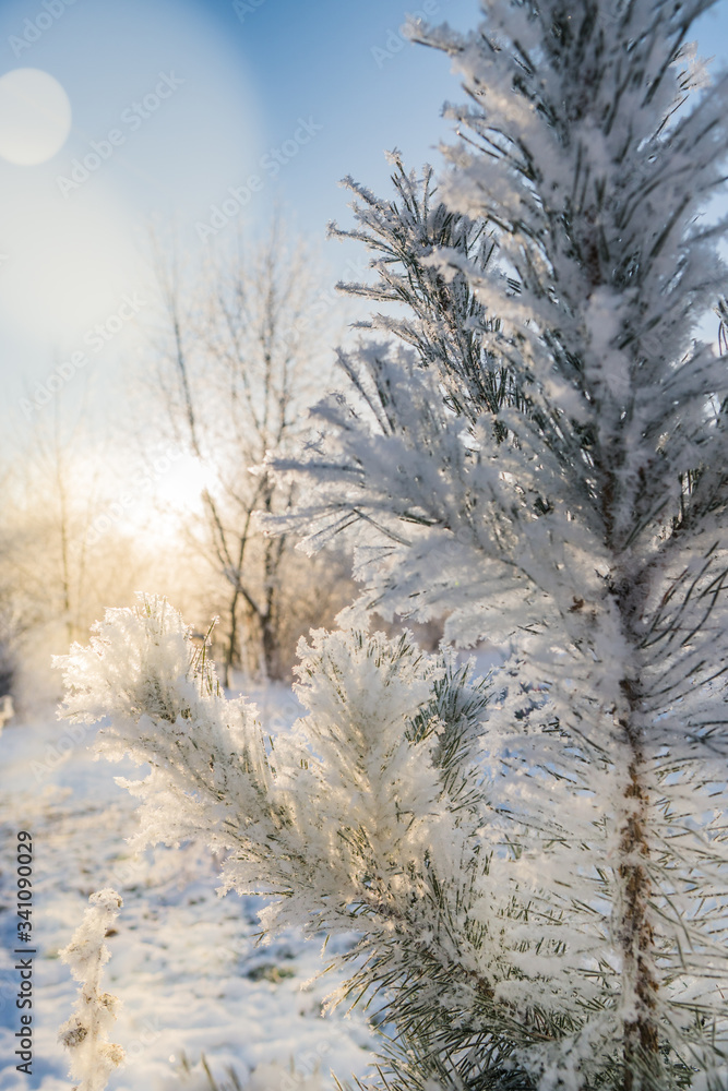 fluffy snow flakes on a fir in the glare of the sun, FOCUS on medium branches fluffy snow flakes on a fir in the glare of the sun, FOCUS on medium branches