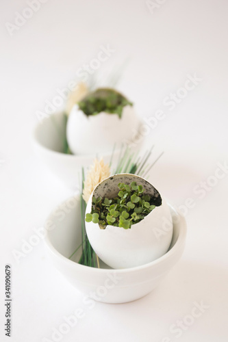 Arugula microgreen.  Eggshell seedlings on a light background.  Vertical photo.  Microgreen decor. photo