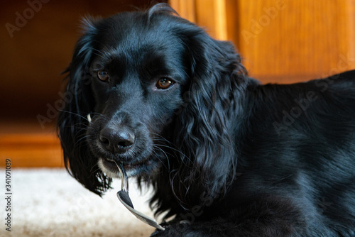 black dog portrait english cocker spaniel