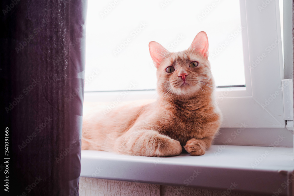 Portrait of a red domestic cat, a red tabby cat with large yellow eyes
