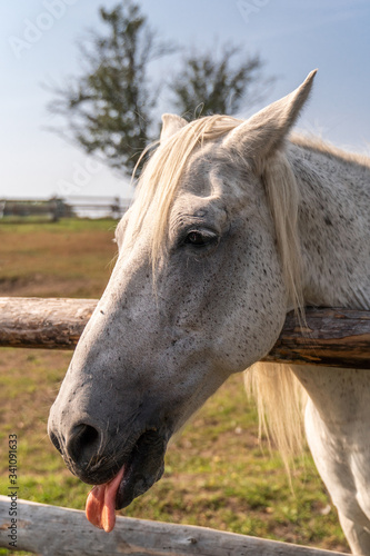 Fototapeta Naklejka Na Ścianę i Meble -  portrait of white horse who shows red tongue