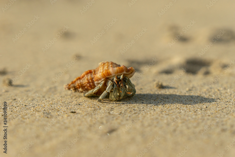 a small hermit crab crawled out of a shell in the sand