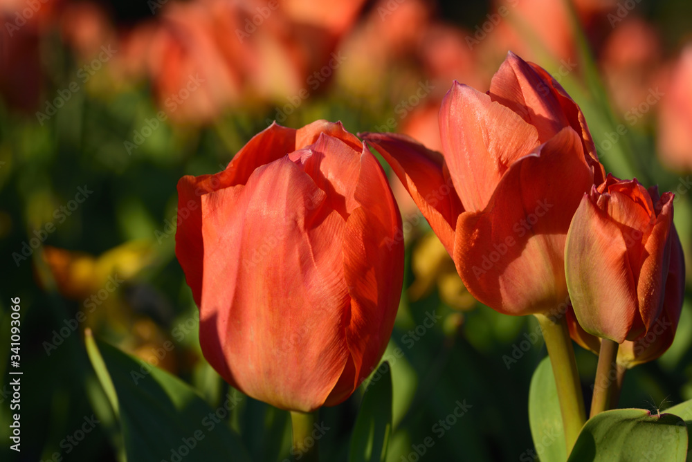Obraz premium Delicate orange tulips grow on a tulip field in spring and glow in the sun