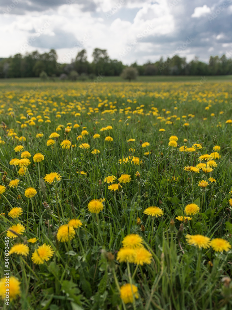 Wiese mit Löwenzahn unter blauen Himmel mit Wolken, Taraxacum