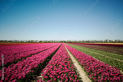 Beautiful scenery of the Tulip flower fields in the Netherlands, Europe. 