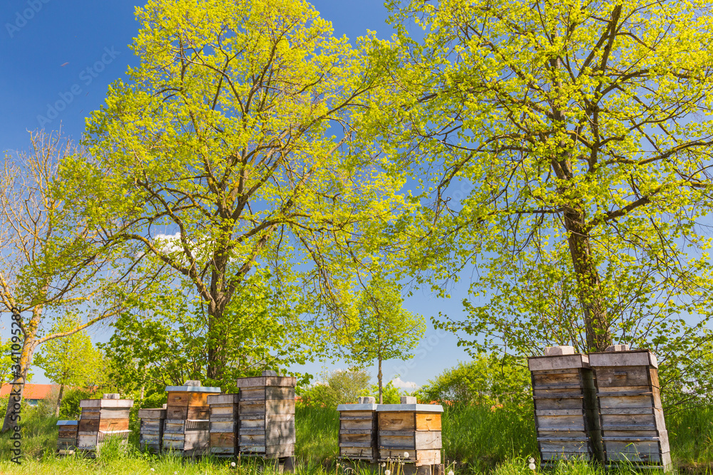 Bienenstöcke stehen in einer Reihe am Stadtrand unter Bäumen Bienenstöcke stehen in einer Reihe am Stadtrand unter Bäumen