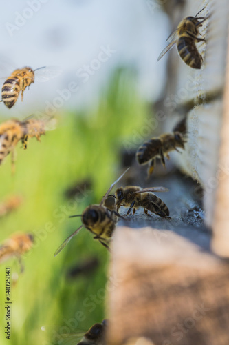 Honigbienen fliegen in Bienenstock © swmedia