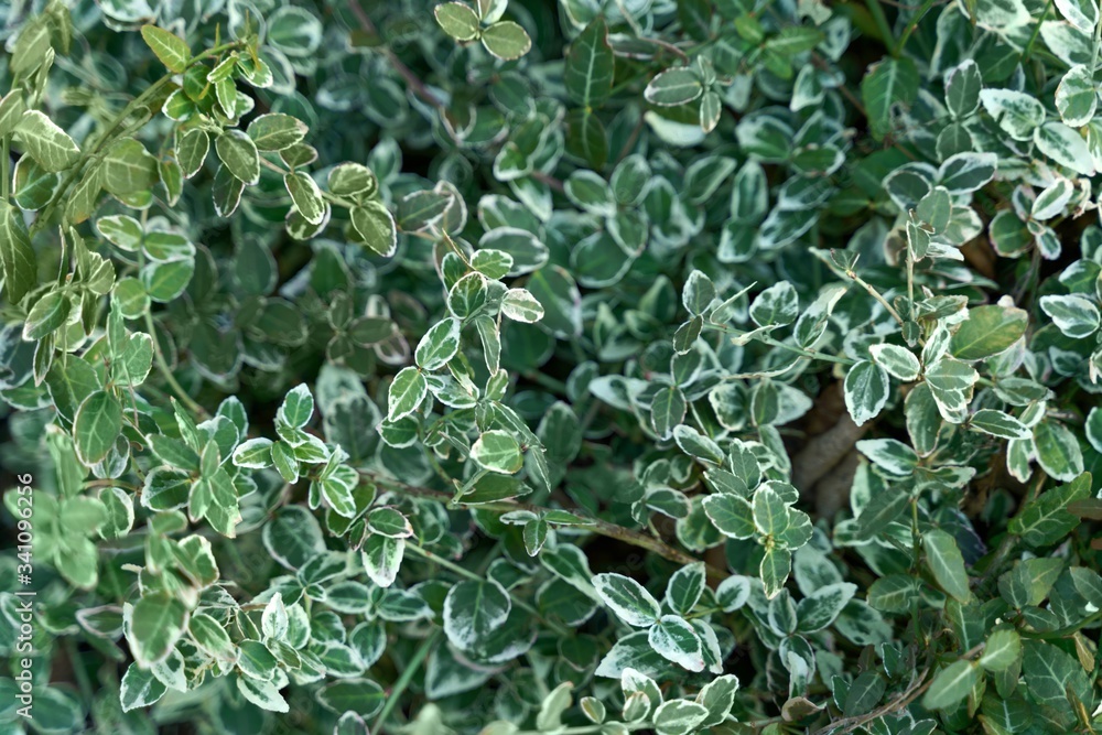 green euonymus bush in the spring garden green euonymus bush in the spring garden