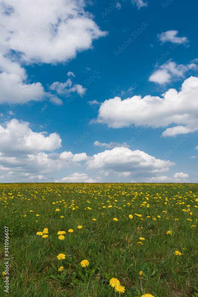 Fototapeta premium Wiese mit Löwenzahn unter blauen Himmel mit Wolken, Taraxacum