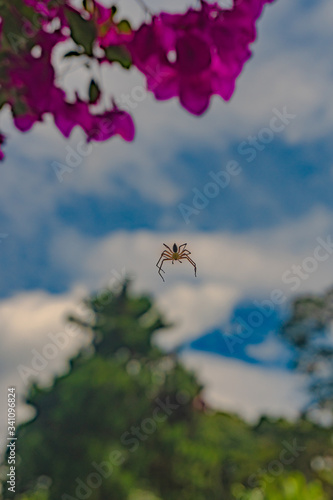 Araña descendiendo de árbol