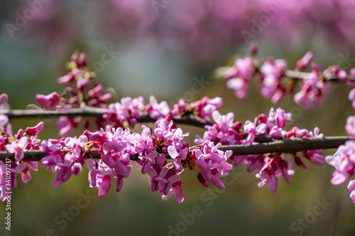 Purple spring blossom of Eastern Redbud, or Eastern Redbud Cercis canadensis in sunny day. Close-up of Judas tree pink flowers. Selective focus. Nature concept for design. Place for your text