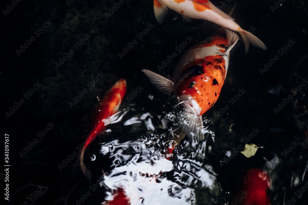Koi fish swimming in a pond. Colorful carps
