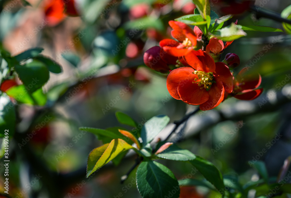 Close-up of bright flowering Japanese quince or Chaenomeles japonica. Red flowers cover branches on blurred garden. Spring sunny day. Selective focus. Interesting nature concept for design.