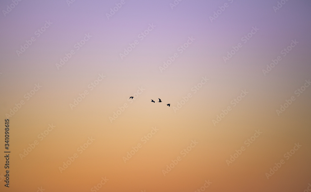 Fototapeta premium Skyscape wallpaper with birds flying