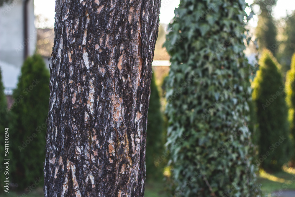 Fototapeta premium trees in the garden 