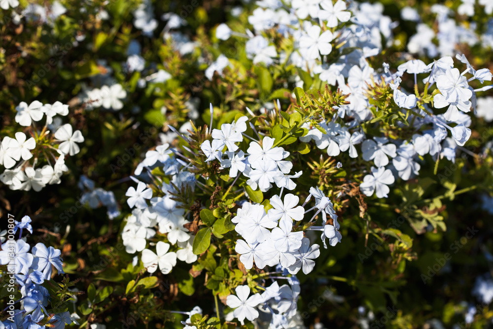 A close up of a flower