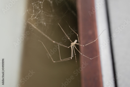 Spider with spider web in home close up on colorful blurry background. Arthropods. Arachnophobia or spider concept. Spider with long legs. Horizontal photo