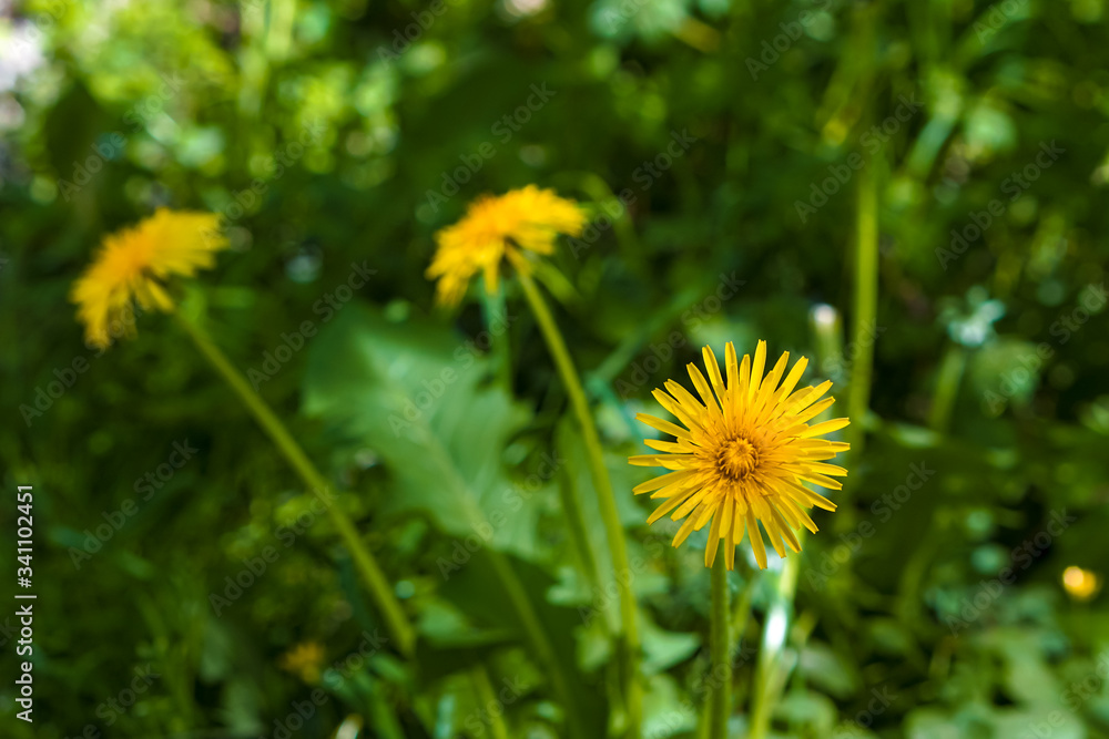 Yellow dandelion in the forest Yellow dandelion in the forest