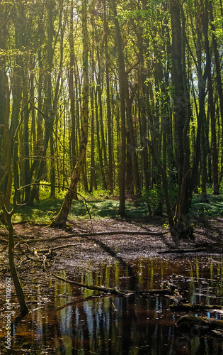Fototapeta Naklejka Na Ścianę i Meble -  In the Forest with sunlight