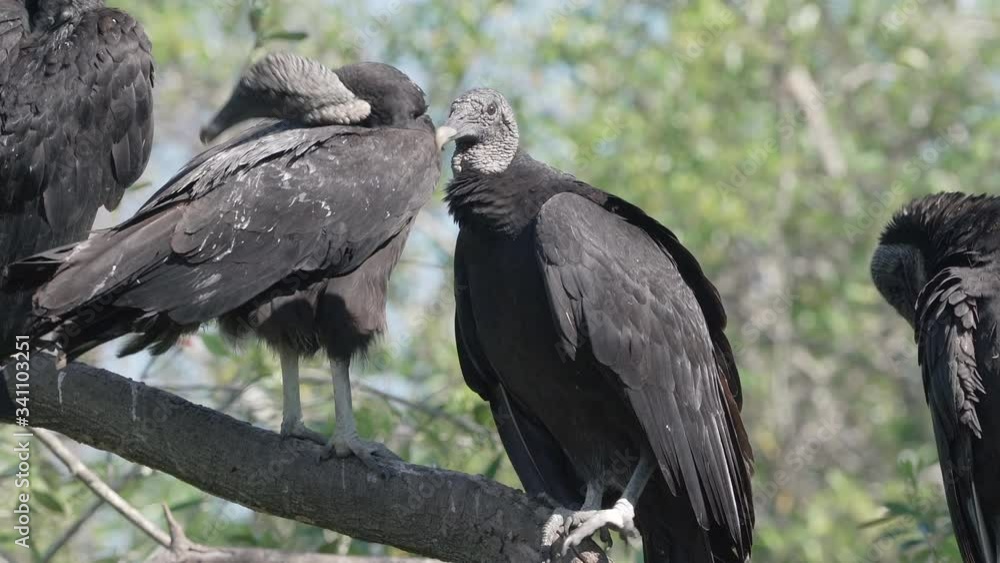 Black vultures get into a squabble on a tree in Orlando Florida Black vultures get into a squabble on a tree in Orlando Florida