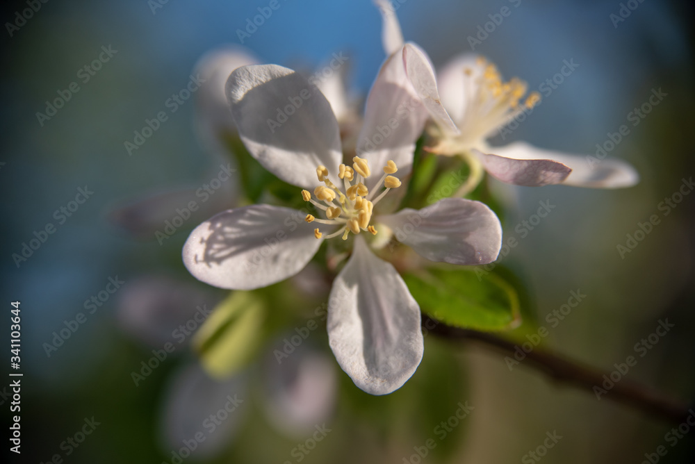 Apfelblüte Apfelblüte