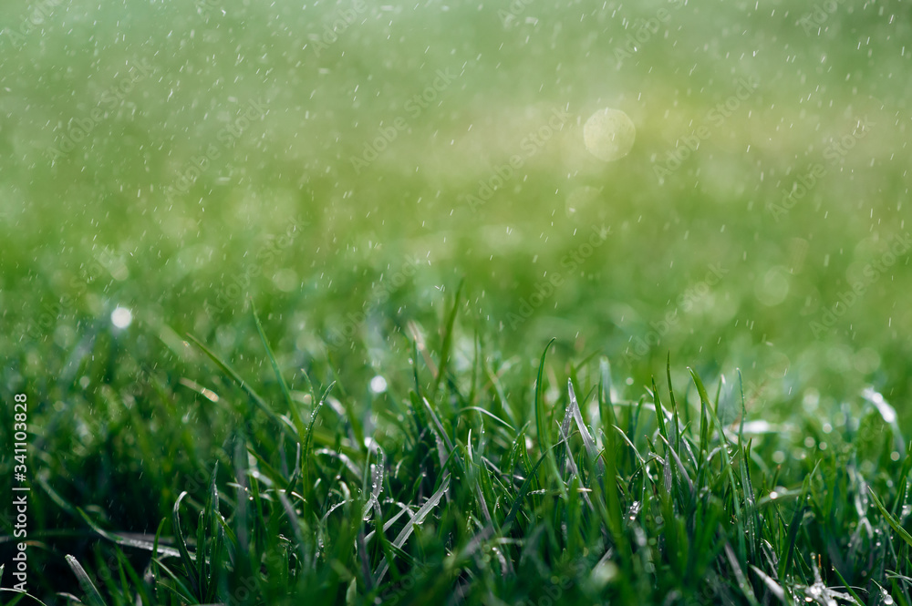 Obraz premium Green fresh wet grass with raindrops during a summer rainy day. Close-up