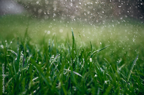 Green fresh wet grass with raindrops during a summer rainy day. Close-up