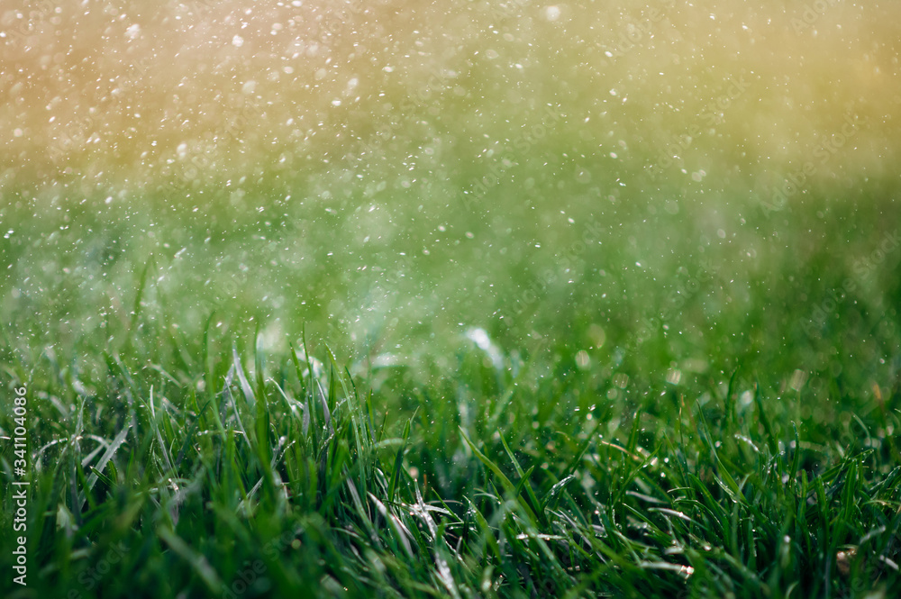 Beautiful view of grass lawn during summer rain. Close-up photo. Natural background
