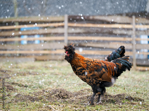Beautiful hen walks in the paddock of a farm