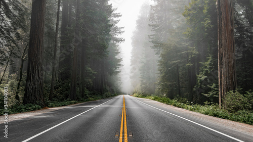 Fotografia, Obraz Scenic road in Redwood National Forest