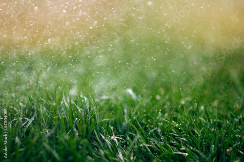 Beautiful view of grass lawn during summer rain. Close-up photo. Natural background © Kateryna