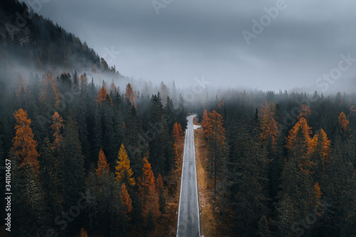 Scenic route among the forest photo
