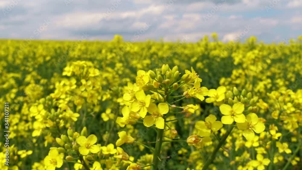field with rapeseed blossoms, rapeseed flowers field with rapeseed blossoms, rapeseed flowers