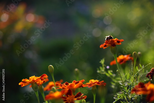 bumblebee on velvet flowers