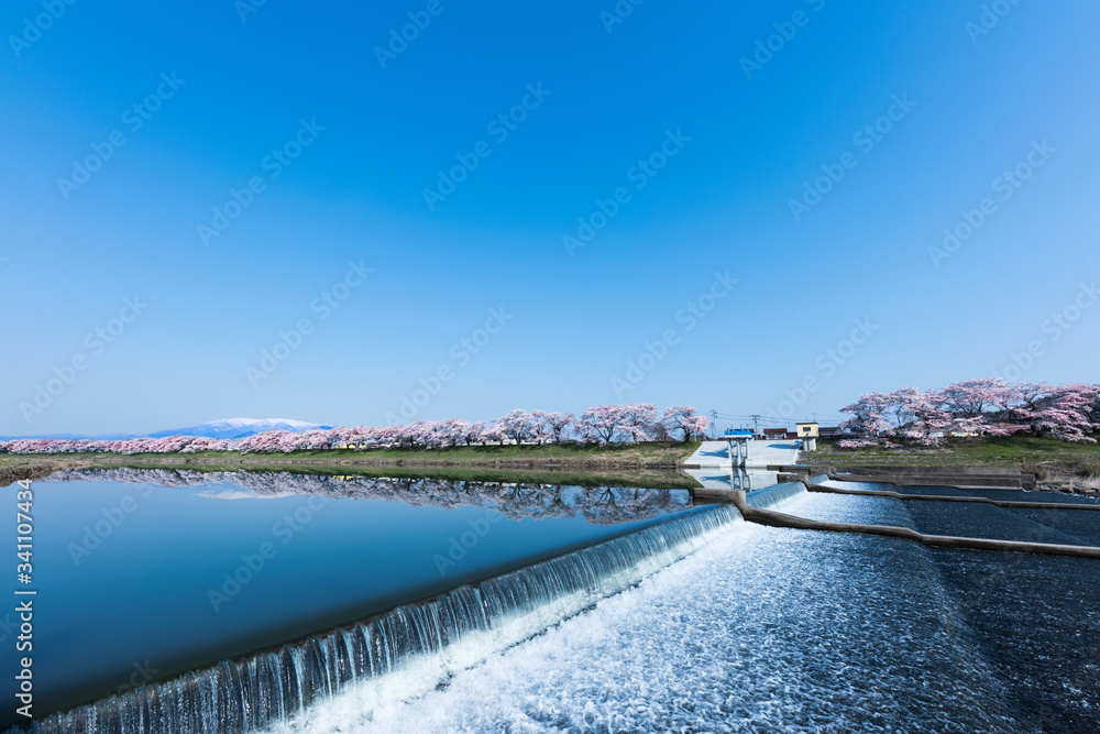 日本　早朝で青空の白石川堤一目千本桜 大河原