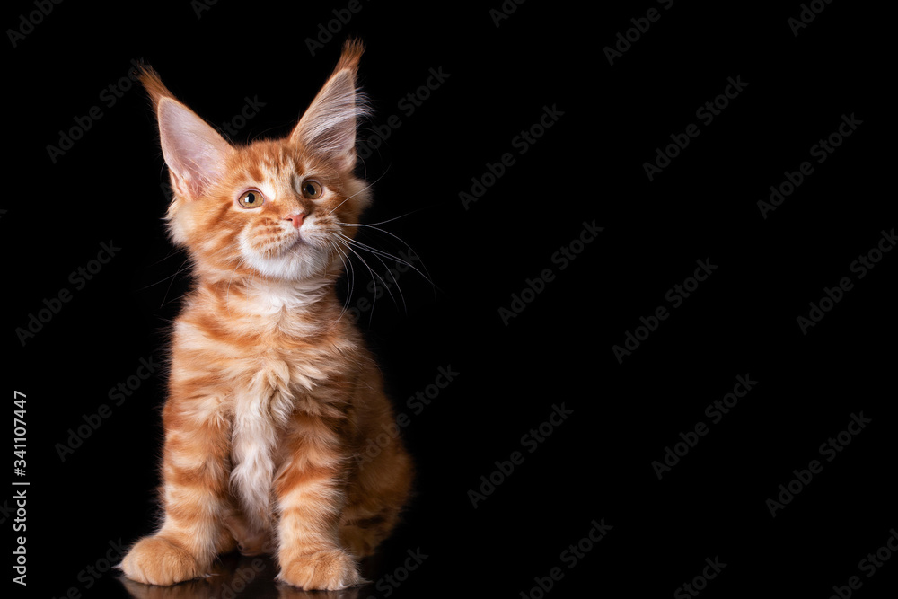 Adorable cute maine coon kitten on black background in studio. Copy space.