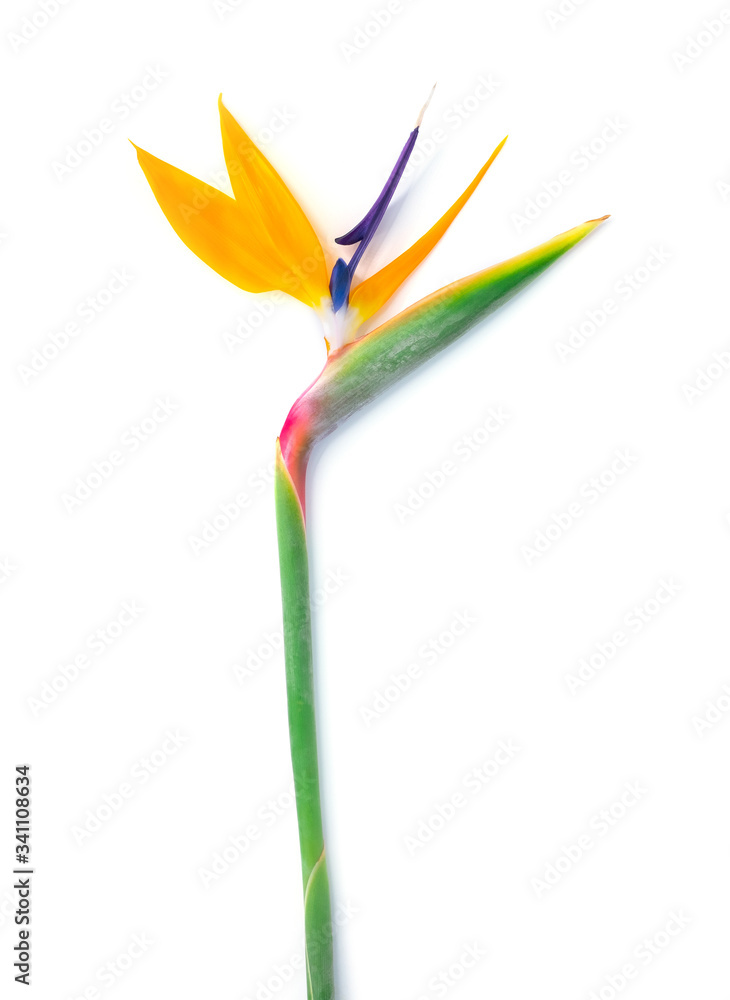 Strelitzia flower isolated on white. Strelitzia flower isolated on white.