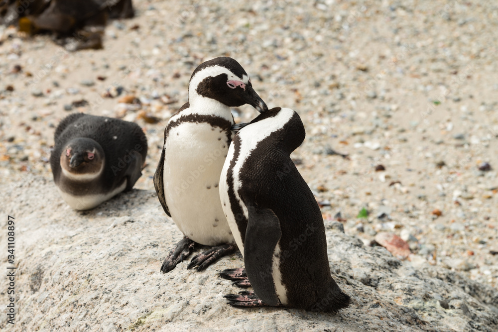 Naklejka premium Penguins at Boulders Beach, Simonstown in South Africa