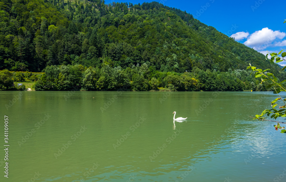 Swan on the river Drava in Slovenia, Eastern Alps