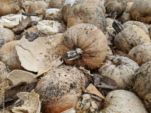 Rotting Pumpkins 3